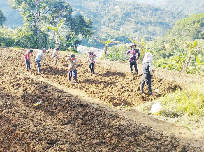 Mô hình trồng dược liệu theo nhóm hộ nghèo có sự liên kết của hợp tác xã đang phát huy hiệu quả tại huyện Nam Trà My. Ảnh: D.L