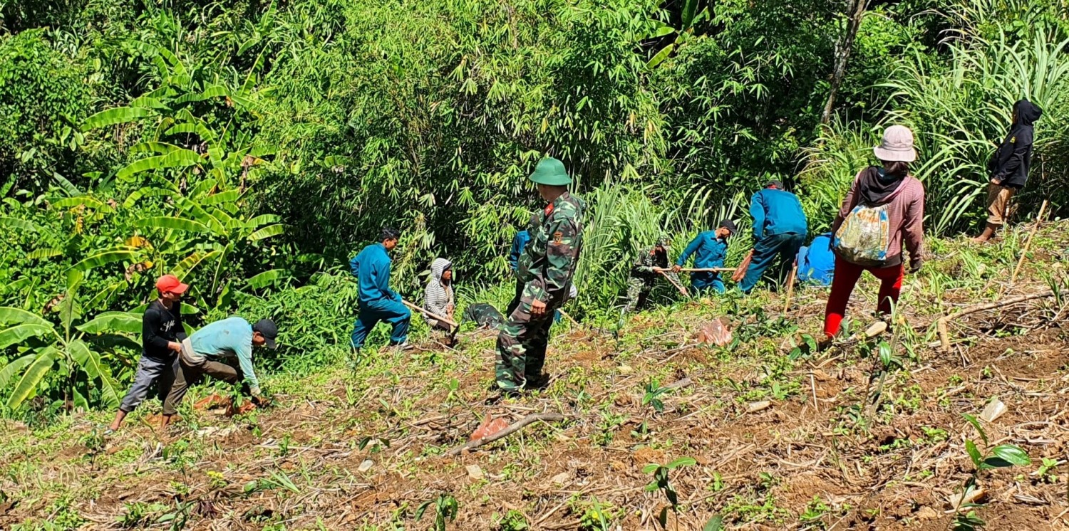 Huyện đội Nam Trà My phối hợp với người dân trợ giúp hộ ông Hồ Văn Tỵ (thôn 2, xã Trà Vân) trồng quế từ nguồn vốn chính sách. Ảnh: Q.VIỆT