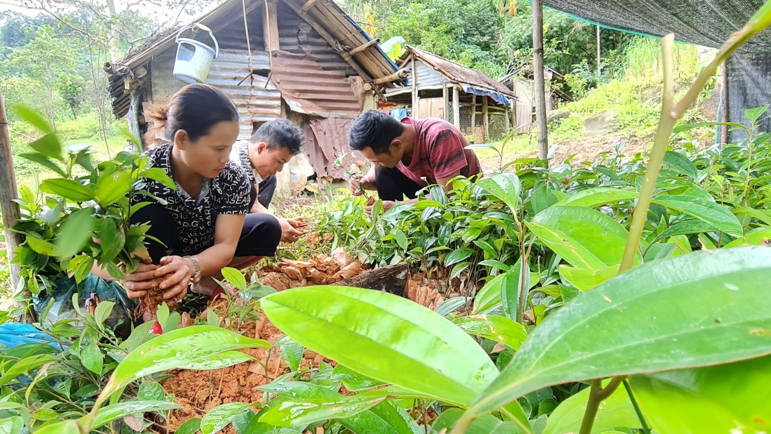 Các chương trình hỗ trợ sinh kế cho người dân đang được Nam Trà My đẩy mạnh. Ảnh: D.L